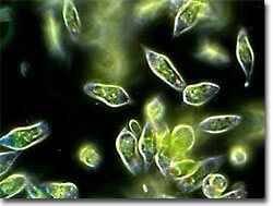 korm-dlya-ryb-euglena-rostrifera